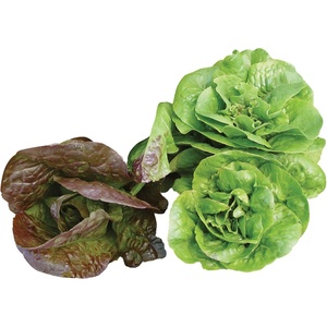 image:imageBurpee Bibb Blend Lettuce Seeds 500 seeds