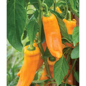 image:imageBurpee Big Daddy Sweet Pepper Seeds 40 seeds