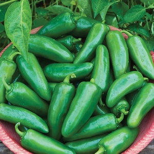 image:imageBurpee Big Guy Hot Pepper Seeds 30 seedsBig Guy