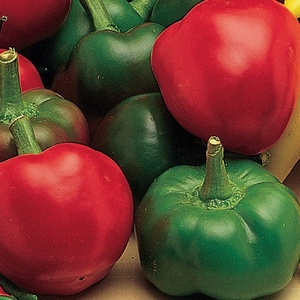 image:imageBurpee Big Guy Hot Pepper Seeds 30 seedsLarge Cherry