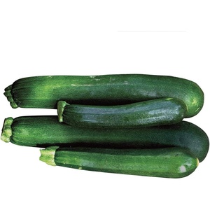 image:imageBurpee Black Beauty Summer Squash Seeds  Heirloom Zucchini Squash Seeds for Vegetable Gardens 15 Seeds15 seeds