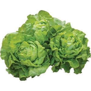 image:imageBurpee Black Seeded Simpson Lettuce Seed Tape 80 per tape500 per packet