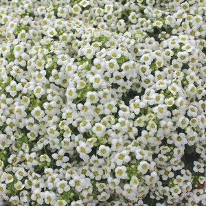 image:imageBurpee Black Seeded Simpson Lettuce Seed Tape 80 per tapeCarpet of Snow Alyssum  2500 Seeds