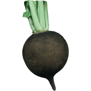 image:imageBurpee Black Spanish Round Radish Seeds 200 seeds