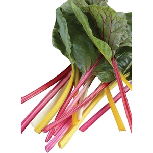 image:imageBurpee Bright Lights Blend Swiss Chard Seeds 100 seeds