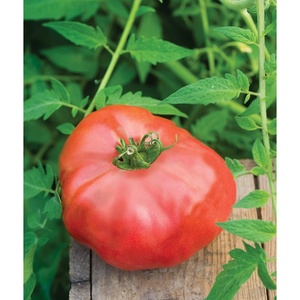 image:imageBurpee BushSteak Hybrid Red Beefsteak Slicing Tomato 40 NonGMO SeedsBrandy Boy Hybrid