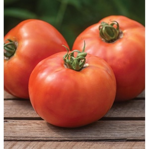 image:imageBurpee BushSteak Hybrid Red Beefsteak Slicing Tomato 40 NonGMO SeedsBush Steak