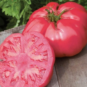 image:imageBurpee BushSteak Hybrid Red Beefsteak Slicing Tomato 40 NonGMO SeedsCaspian Pink Heirloom