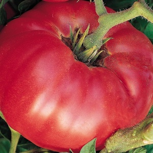 image:imageBurpee BushSteak Hybrid Red Beefsteak Slicing Tomato 40 NonGMO SeedsGerman Johnson Heirloom