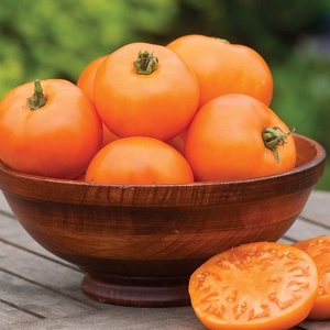 image:imageBurpee BushSteak Hybrid Red Beefsteak Slicing Tomato 40 NonGMO SeedsOrange Wellington Hybrid