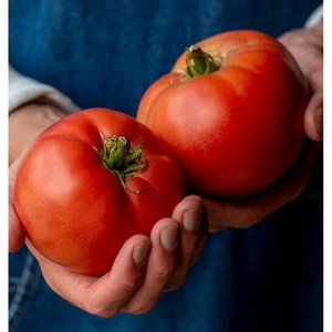 image:imageBurpee BushSteak Hybrid Red Beefsteak Slicing Tomato 40 NonGMO SeedsSteak Sandwich Hybrid