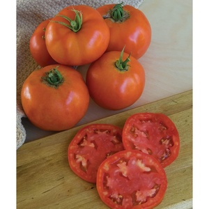 image:imageBurpee BushSteak Hybrid Red Beefsteak Slicing Tomato 40 NonGMO SeedsSuper Beefsteak