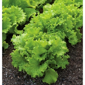 image:imageBurpee Buttercrunch Hybrid Organic Lettuce Seeds 1100 seedsBlack Seeded Simpson