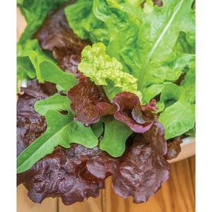 image:imageBurpee Buttercrunch Hybrid Organic Lettuce Seeds 1100 seedsHeatwave blend