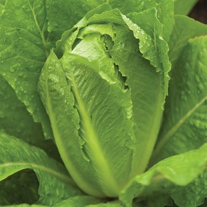image:imageBurpee Buttercrunch Hybrid Organic Lettuce Seeds 1100 seedsParis White Cos