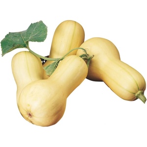 image:imageBurpee Buttercup Burgess Strain Winter Squash Seeds 30 seedsBush Butternut