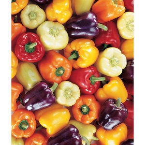 image:imageBurpee Carnival Mix Sweet Pepper Seeds 100 seeds