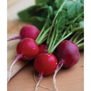 image:imageBurpee Cherry Belle Radish Seeds 1000 seedsCherry Belle Radish