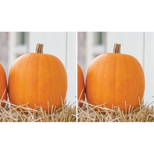 image:imageBurpee Connecticut Pumpkin Seeds 50 seedsJack O Lantern Pumpkin