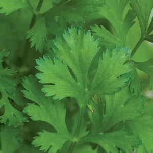 image:imageBurpee Coriander Cilantro 500 SeedsCoriander Cilantro