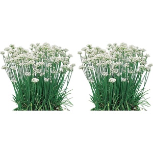 image:imageBurpee Coriander Cilantro 500 SeedsGarlic Chives Organic