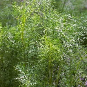 image:imageBurpee Coriander Cilantro 500 SeedsMammoth Dill