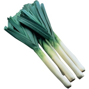 image:imageBurpee Dawn Giant Leek Seeds 500 seeds