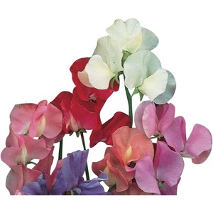 image:imageBurpee Eckfords Finest Mix Sweet Pea Seeds 50 seeds