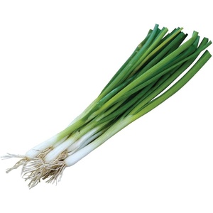 image:imageBurpee Evergreen Long White Bunching Onion Seeds 2000 seedsEvergreen Long White