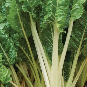 image:imageBurpee Fordhook Giant Organic Swiss Chard Seeds 350 seeds