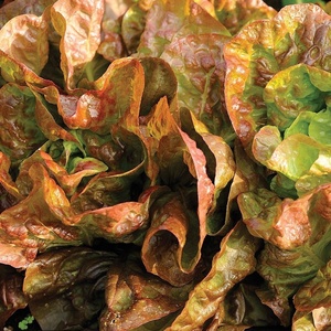 image:imageBurpee Four Seasons Lettuce Seeds 500 seeds