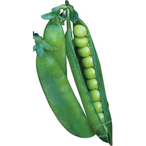 image:imageBurpee Garden Sweet Pea Seeds 200 seedsEasy Peasy