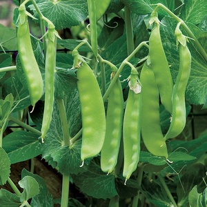 image:imageBurpee Garden Sweet Pea Seeds 200 seedsOregon Sugar Pod II Organic