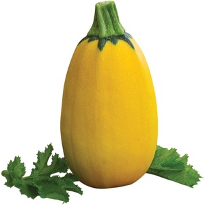 image:imageBurpee Golden Egg Summer Squash Seeds 25 seeds