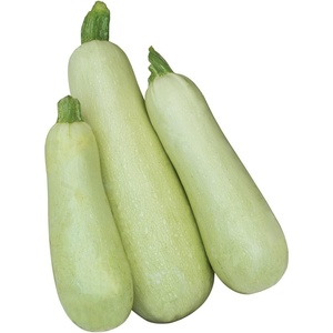 image:imageBurpee Limelight Hybrid Summer Squash Seeds 30 seeds