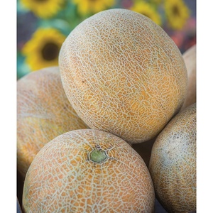 image:imageBurpee Mamas Girl Watermelon Seeds  Sweet Red Flesh Watermelon Seeds for Backyard Gardening 25 SeedsAmbrosia