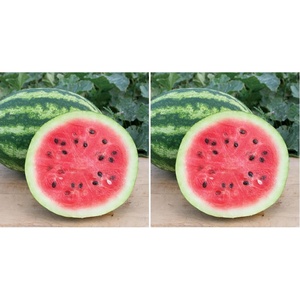 image:imageBurpee Mamas Girl Watermelon Seeds  Sweet Red Flesh Watermelon Seeds for Backyard Gardening 25 SeedsCrimson Sweet