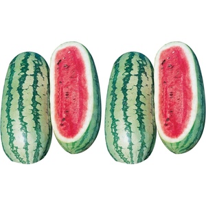 image:imageBurpee Mamas Girl Watermelon Seeds  Sweet Red Flesh Watermelon Seeds for Backyard Gardening 25 SeedsGeorgia Rattlesnake