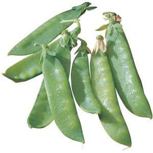 image:imageBurpee Mammoth Melting Sugar Pea Seeds 225 seeds225 Seeds