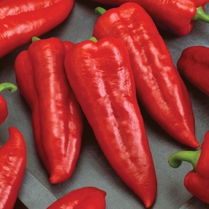 image:imageBurpee Marconi Rosso Organic Sweet Pepper Seeds 20 seeds