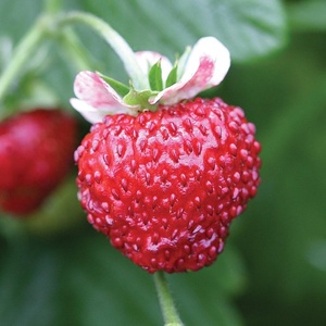 image:imageBurpee Mignonette Strawberry Seeds 125 seeds