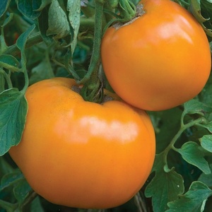 image:imageBurpee Oh Happy Day Hybrid  Red Beefsteak Slicing Tomato  25 SeedsJubliee