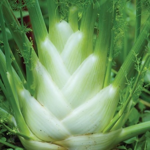 image:imageBurpee Orion Hybrid Fennel Seeds 100 seeds