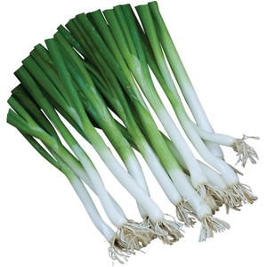 image:imageBurpee Parade Scallion Onion Seeds 1500 seeds