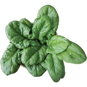 image:imageBurpee Persius Spinach Seeds 250 seedsPersius