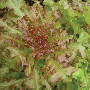 image:imageBurpee Red Salad Bowl Lettuce Seeds 1000 seeds