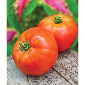 image:imageBurpee Rutgers Heirloom Slicing Tomato 125 NonGMO SeedsBetter Boy Hybrid