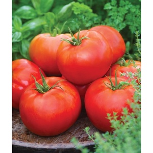 image:imageBurpee Rutgers Heirloom Slicing Tomato 125 NonGMO SeedsBig Daddy Hybrid