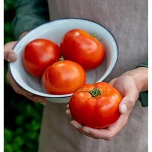image:imageBurpee Rutgers Heirloom Slicing Tomato 125 NonGMO SeedsCelebrity Hybrid