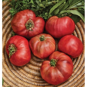 image:imageBurpee Rutgers Heirloom Slicing Tomato 125 NonGMO SeedsCherokee Purple Heirloom